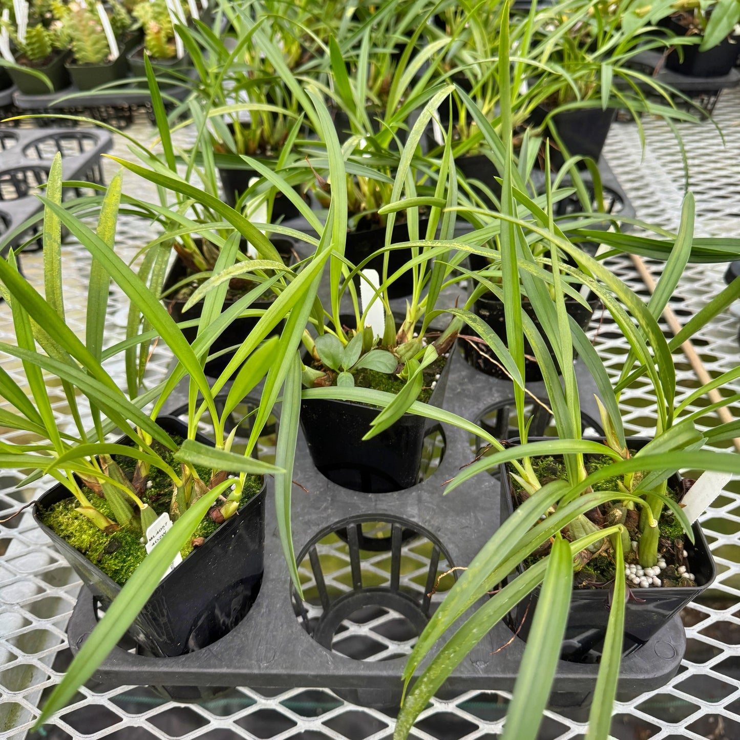 Maxillaria schunkeana x sib (4" Pot) - Not Blooming