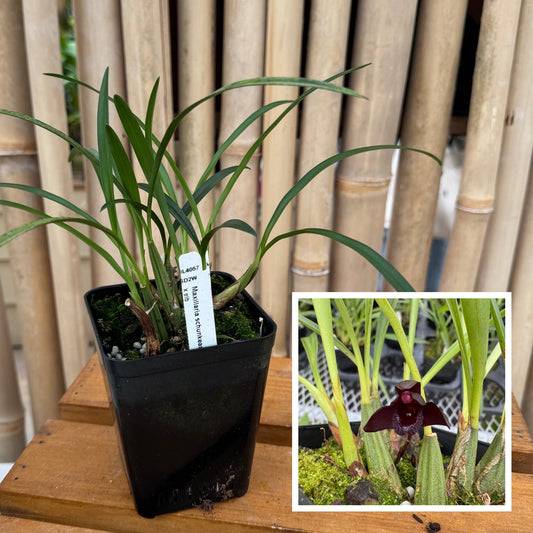 Maxillaria schunkeana x sib (4" Pot) - Not Blooming