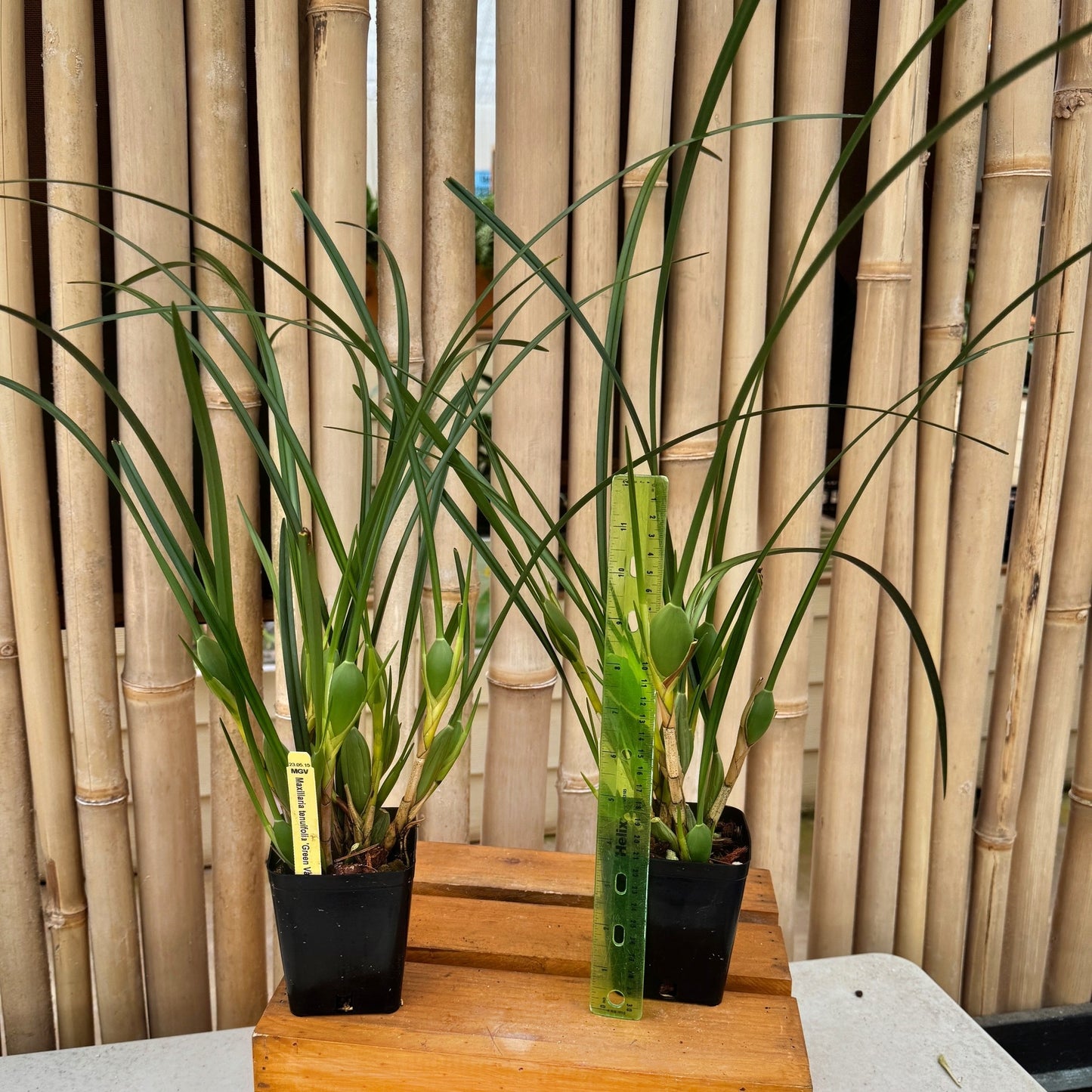 Maxillaria tenuifolia 'Green Valley' (4" Pot) - Not Blooming