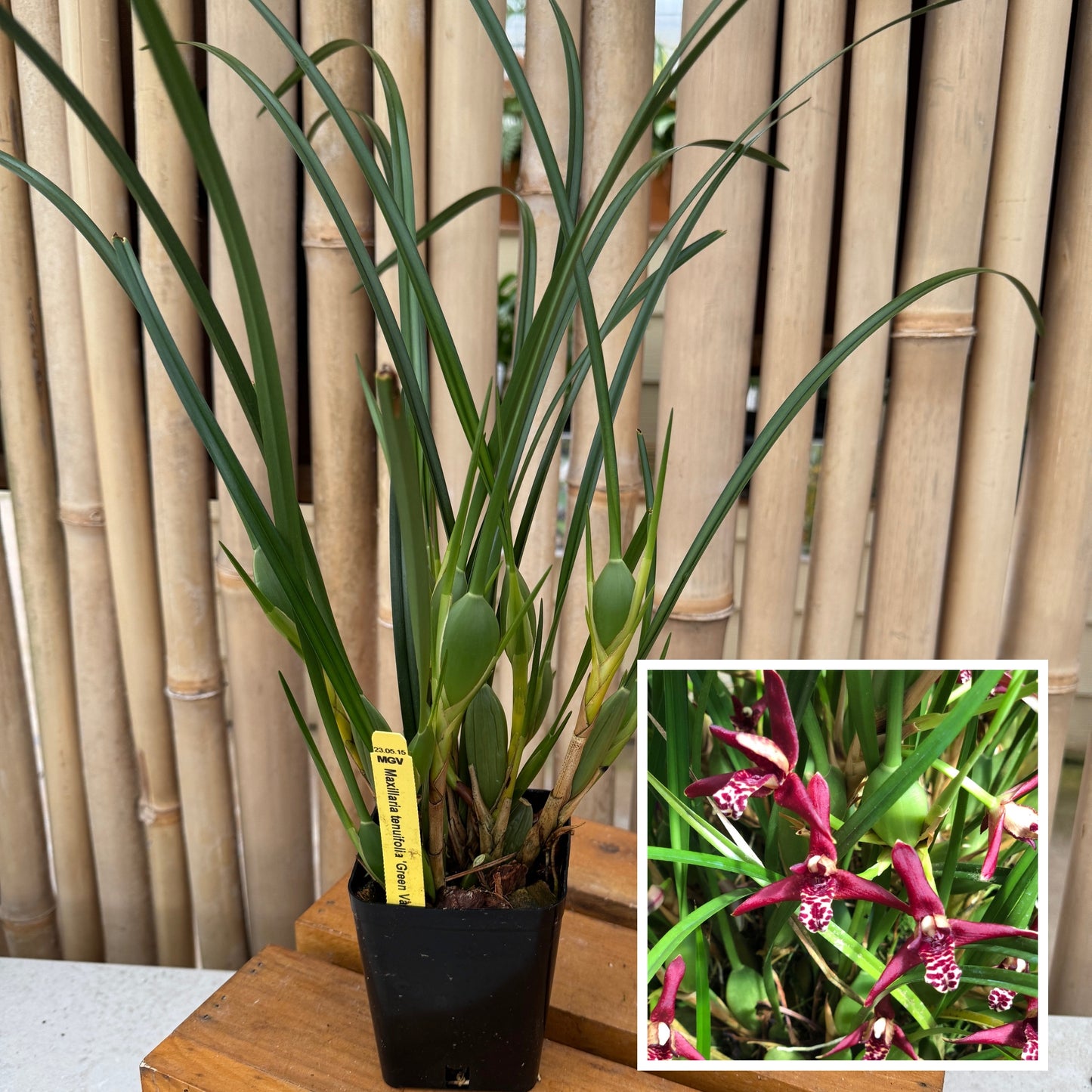 Maxillaria tenuifolia 'Green Valley' (4" Pot) - Not Blooming