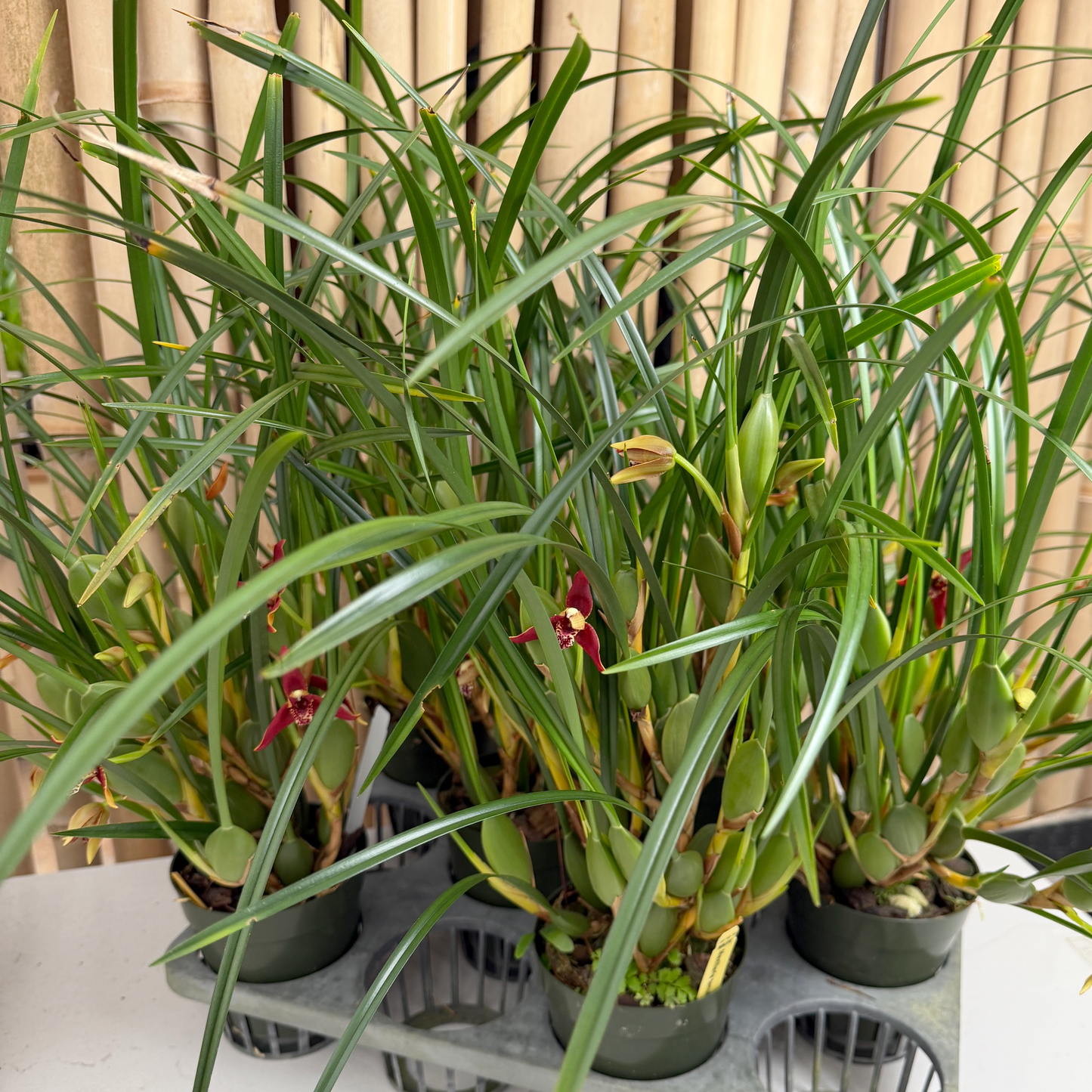 Maxillaria tenuifolia 'Green Valley' (4" Pot) - Buds