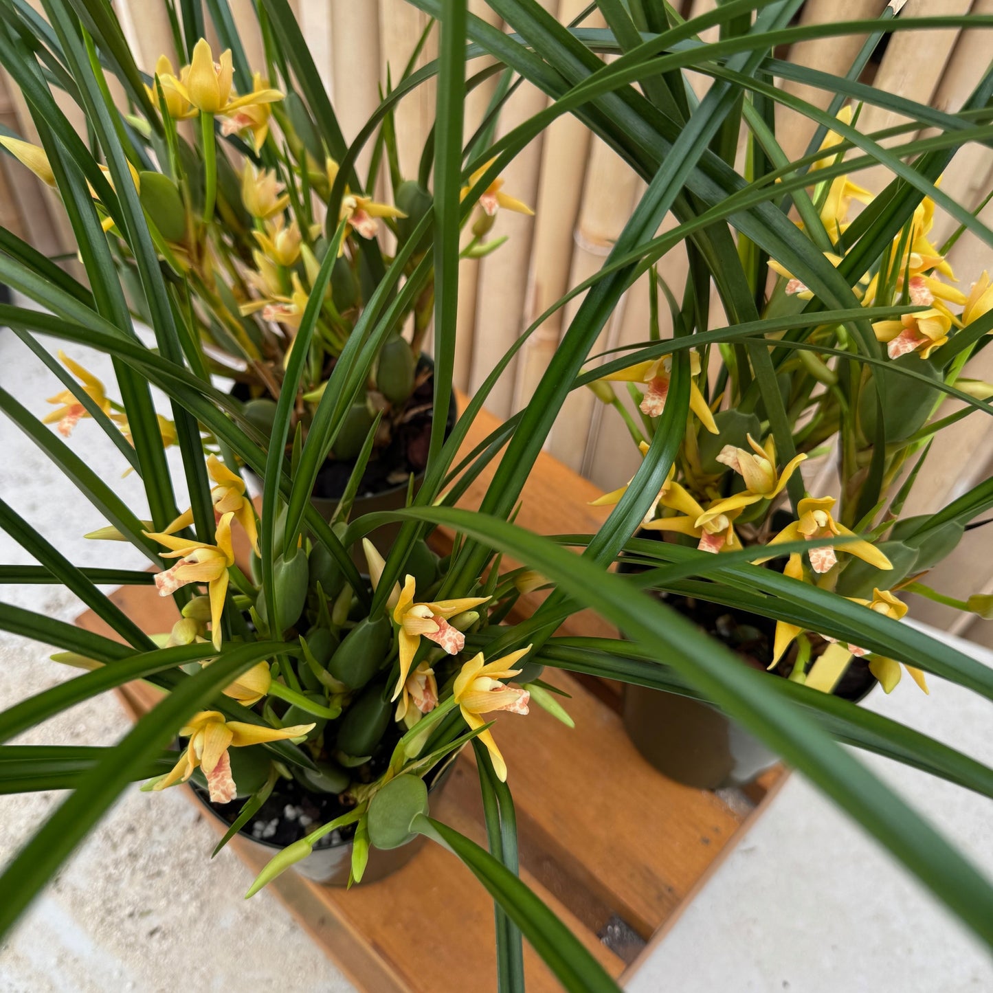 Maxillaria tenuifolia 'Yamada' (Yellow) - Buds/Blooms