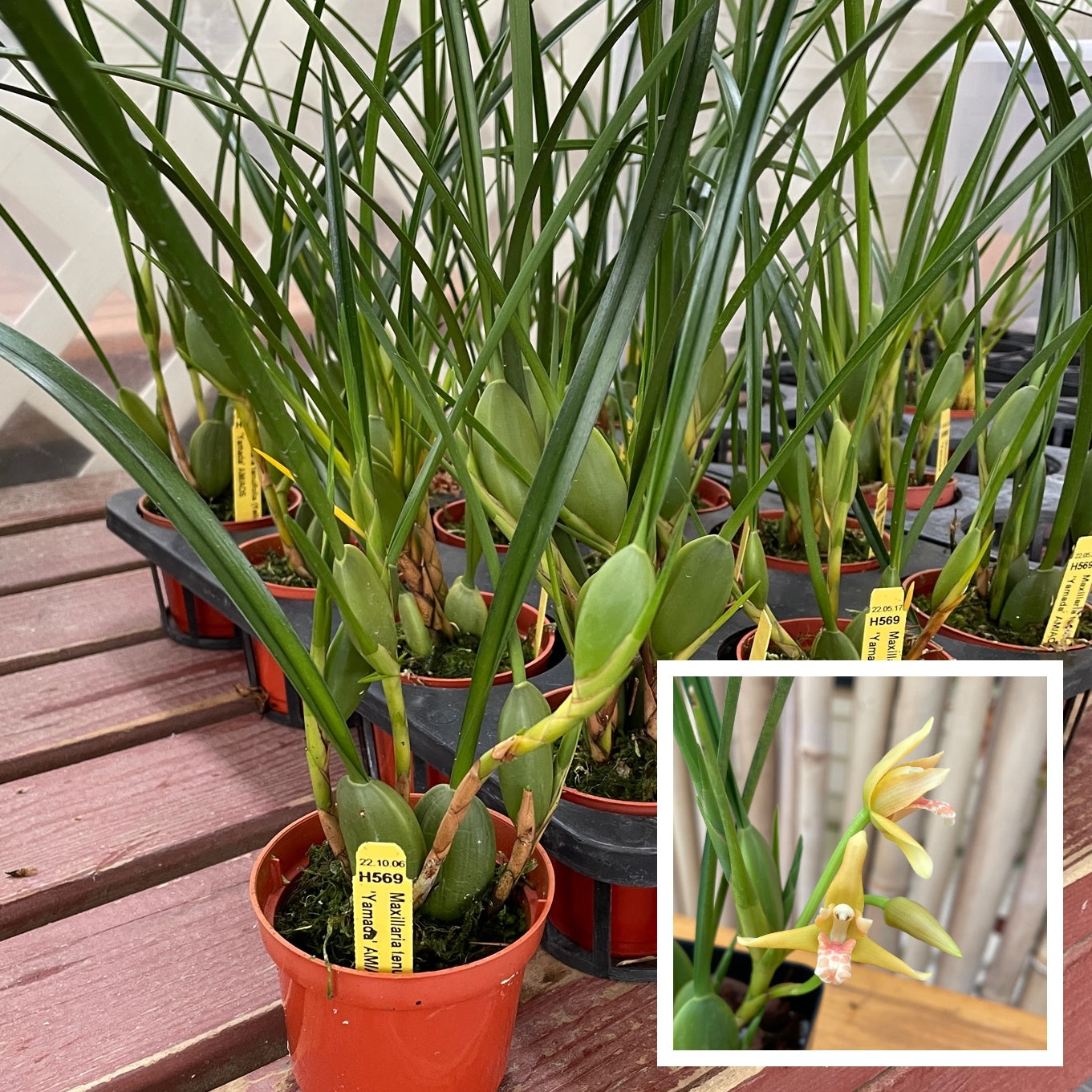 Maxillaria tenuifolia 'Yamada' (4" Pot)- Not Blooming