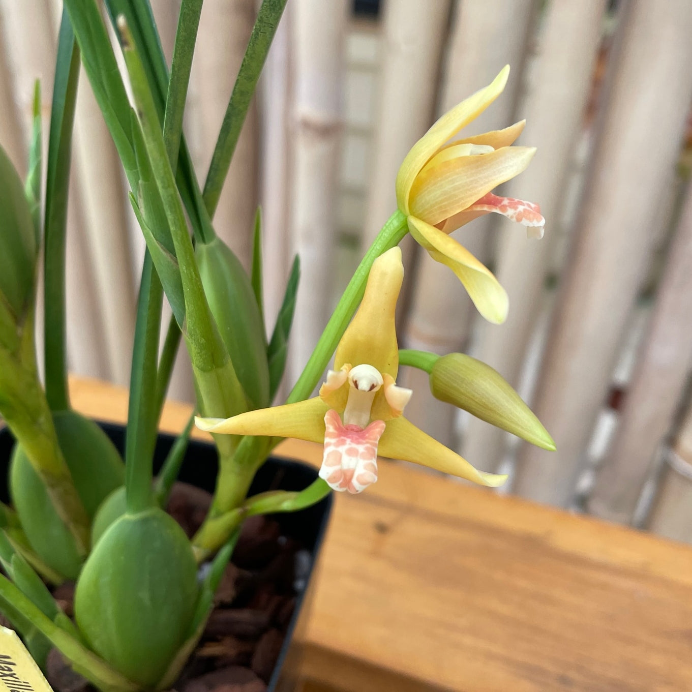 Maxillaria tenuifolia 'Yamada' (4" Pot)- Not Blooming