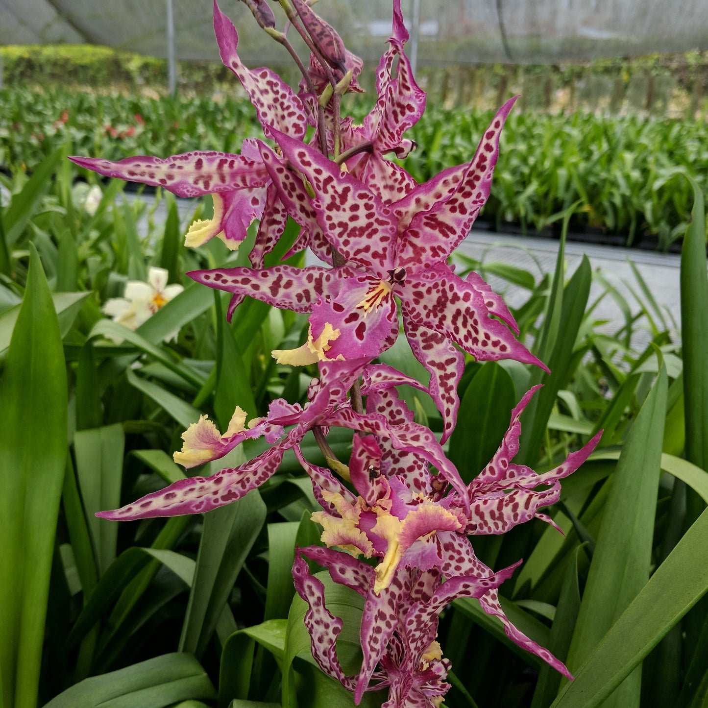 Bllra. Mem. Donald Yamada 'FJ-72' (4" Pot) - Buds