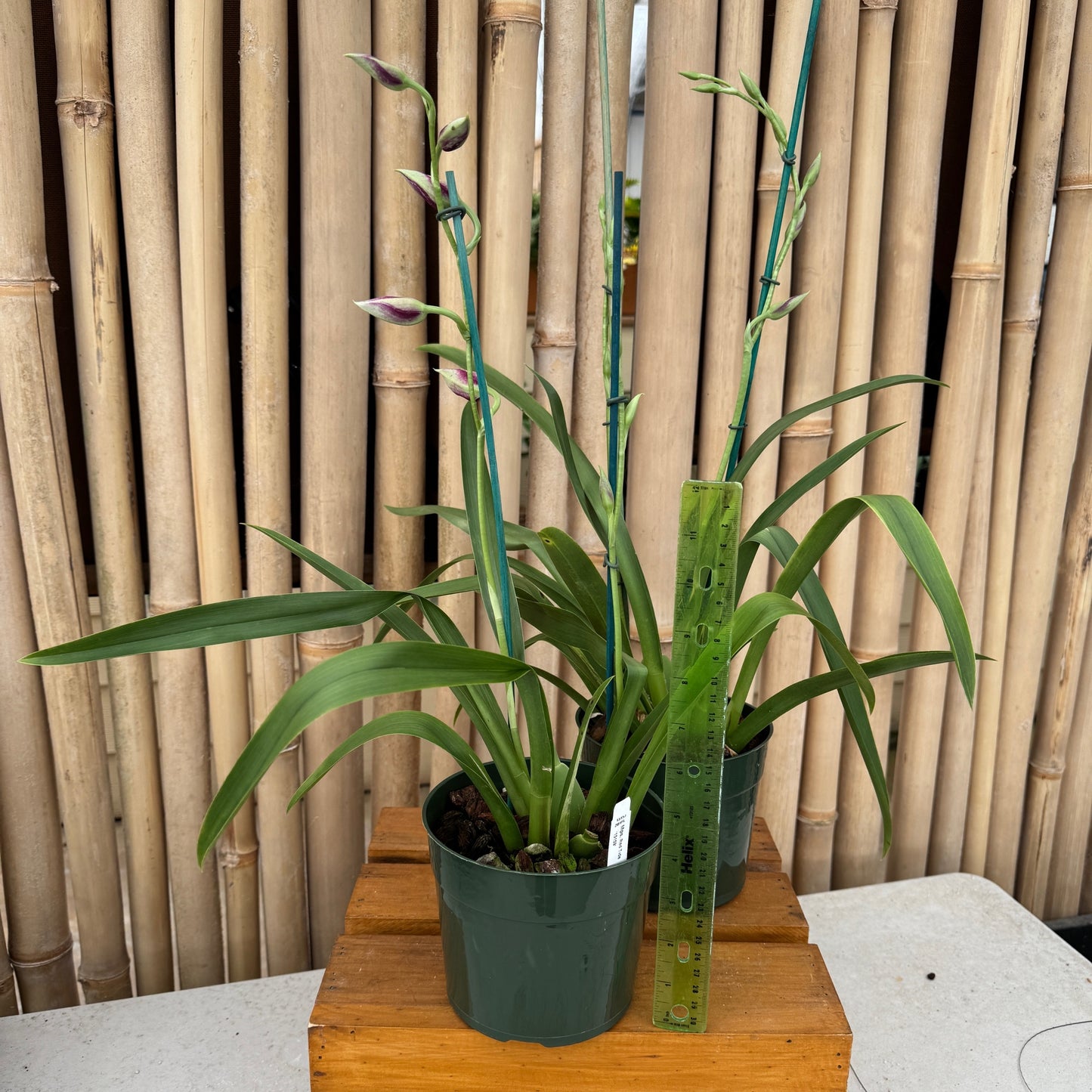 Miltoniopsis Red Tide '15159' (5.5" Pot) - Buds