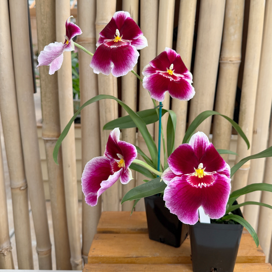 Mltnps. Rouge 'Akatsuka' HCC/AOS (First Bloom)