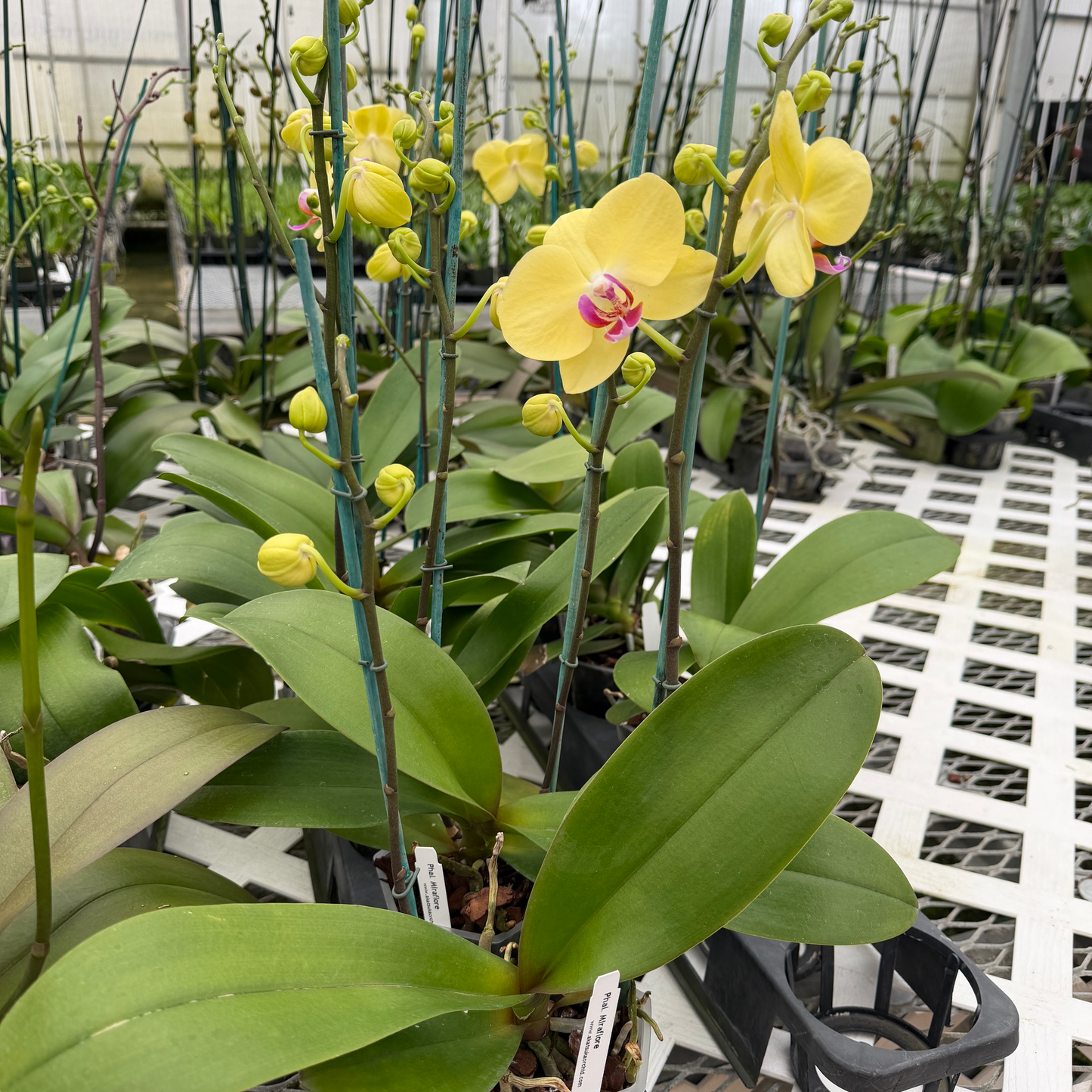 Phal. Miraflore