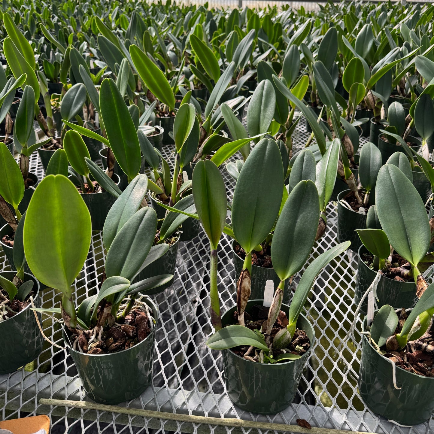 Rlc. Mitsuo Akatsuka 'Volcano Queen' (5.5" Pot) - Not Blooming