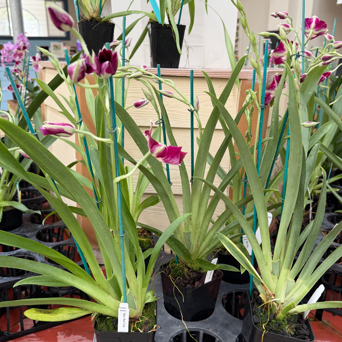 Miltoniopsis Red Tide (4" Pot) -Buds