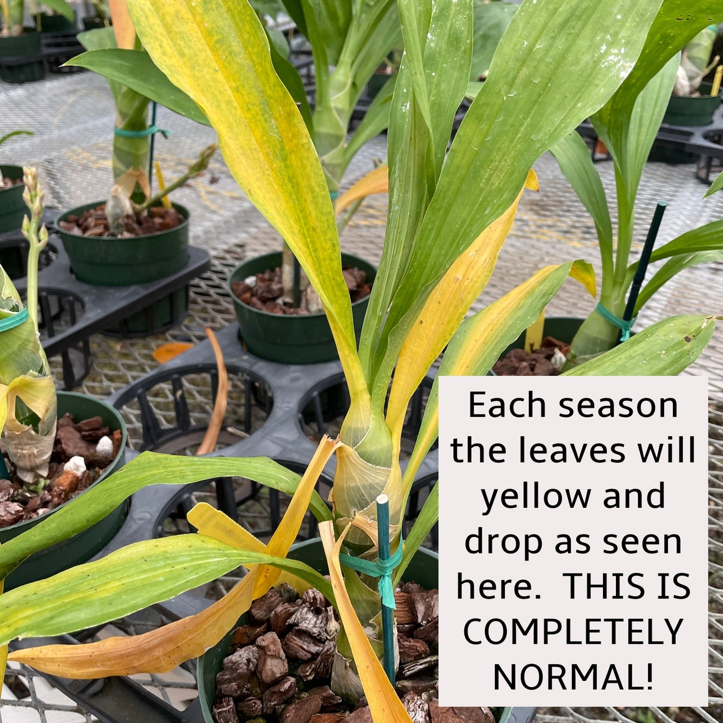 Monn. Millennium Magic 'Witchcraft' AM/AOS (4" Pot) - Young