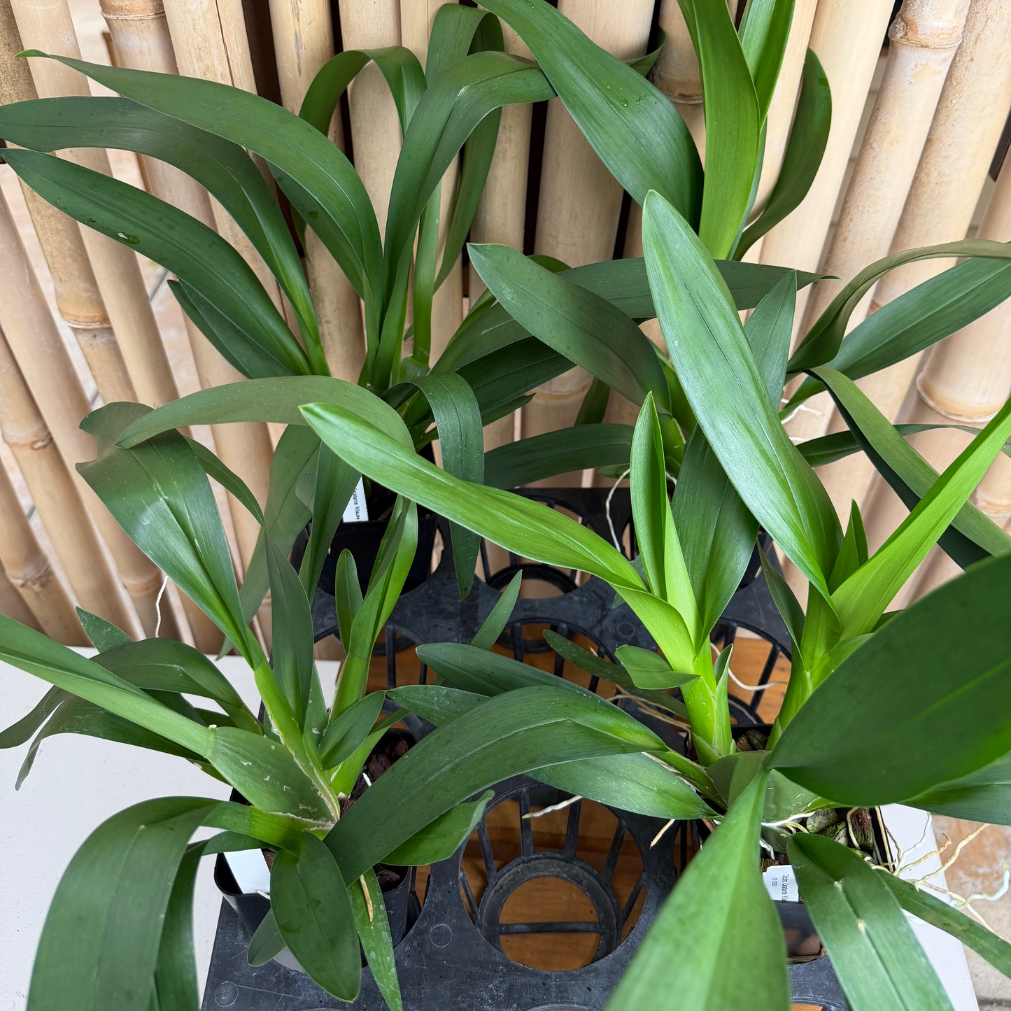 Odcdm. Catatante 'Kilauea Karma' (4" Pot) -Not Blooming