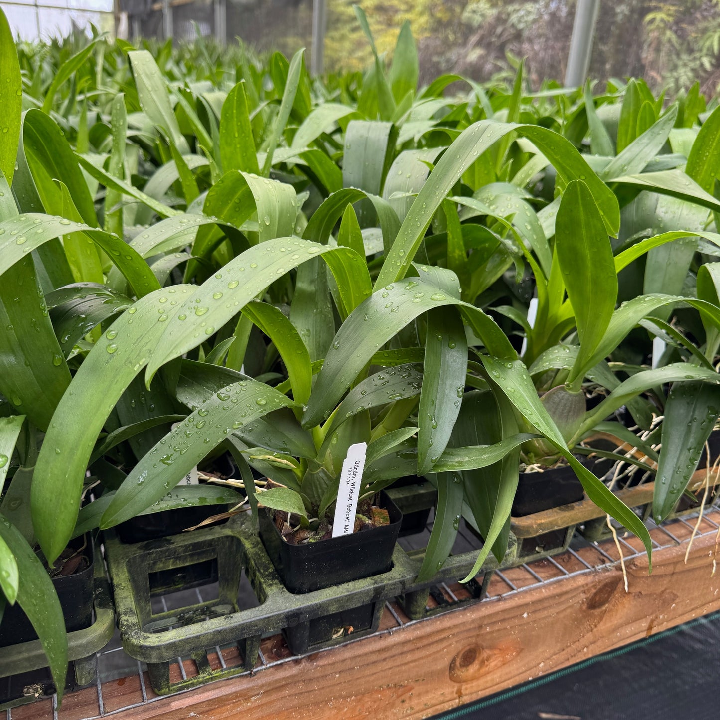 Odcdm. Wildcat 'Bobcat' (4" Pot) - Not Blooming