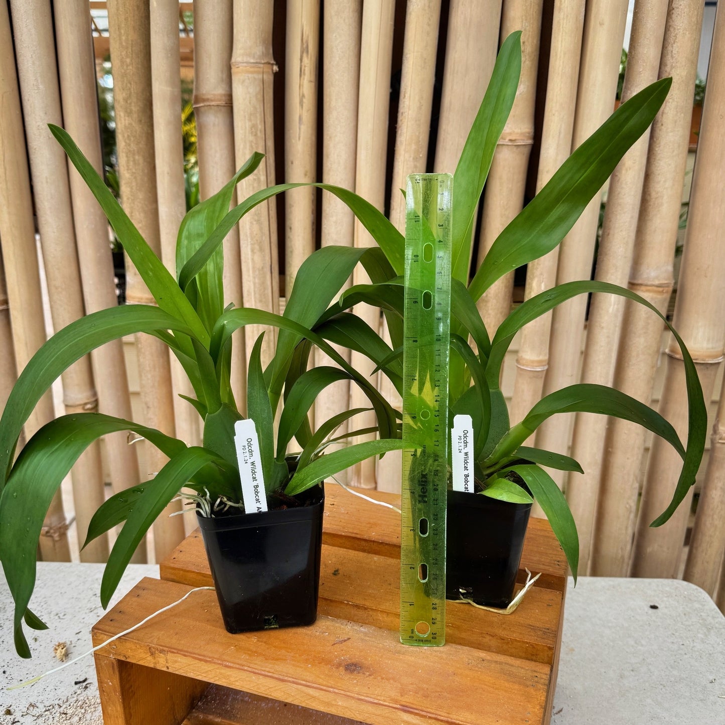 Odcdm. Wildcat 'Bobcat' (4" Pot) - Not Blooming