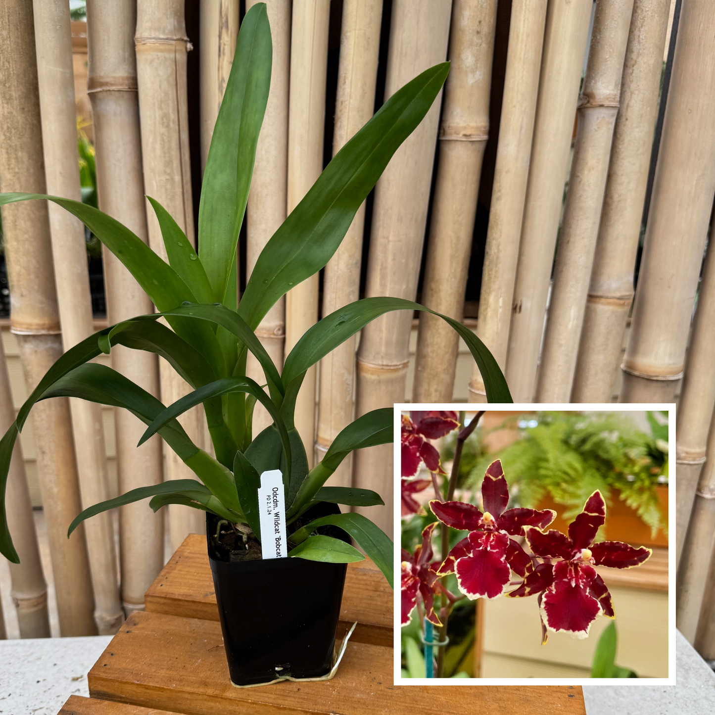 Odcdm. Wildcat 'Bobcat' (4" Pot) - Not Blooming