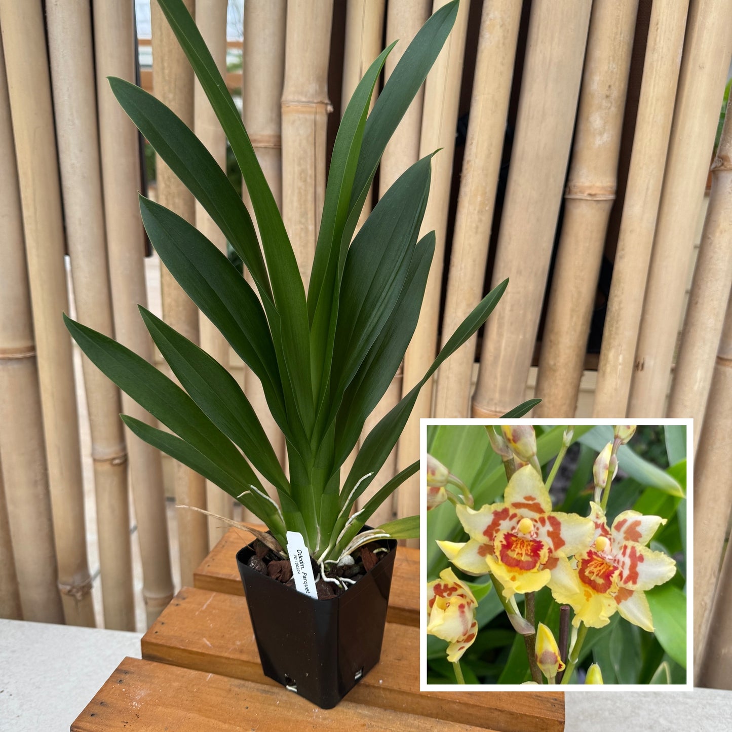 Odontocidium Parquet 'Uptown Girl' (4" Pot) - Not Blooming