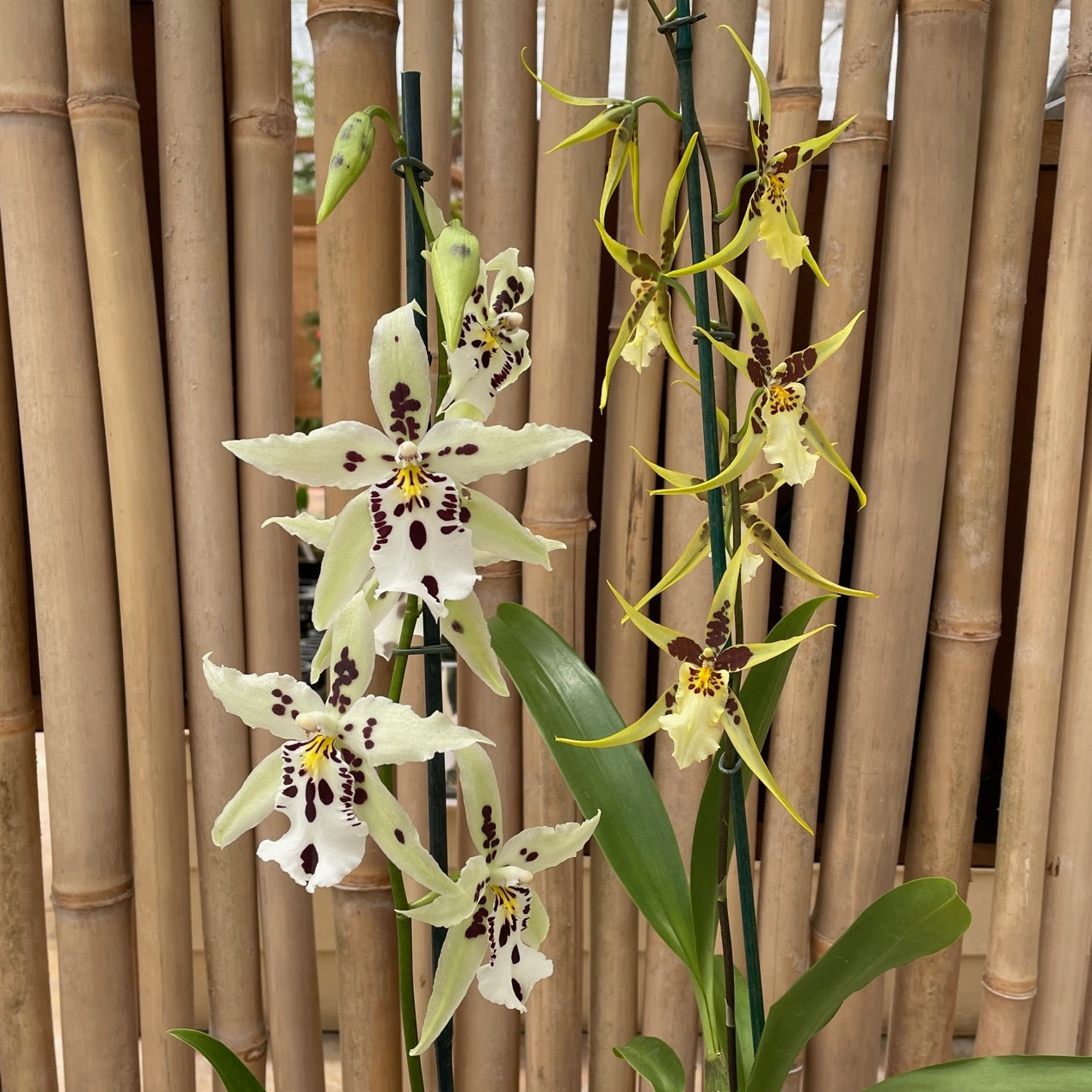 Odnt/Onc Plant- (OPEN BLOOM-4" Pot) - Grower's Choice