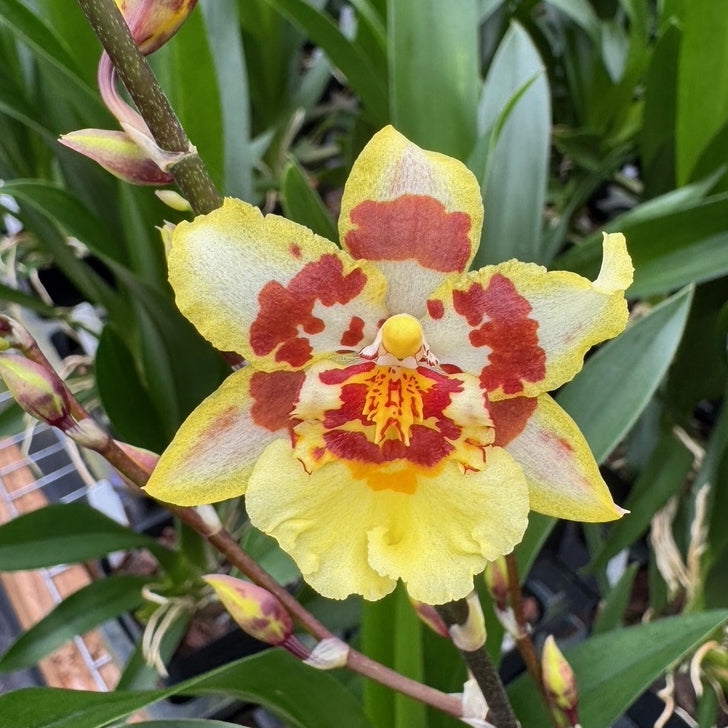 Odontocidium Parquet 'Uptown Girl' (4" Pot) - Buds