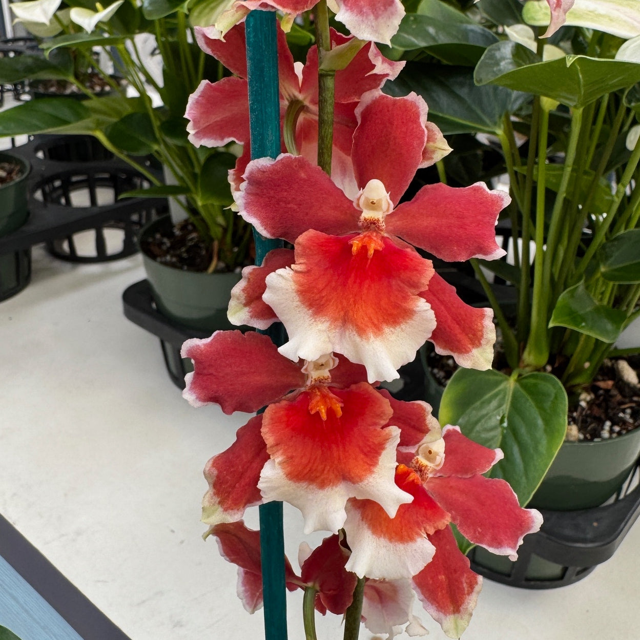 Oncidopsis Crimson Pride 'MAC136' (4