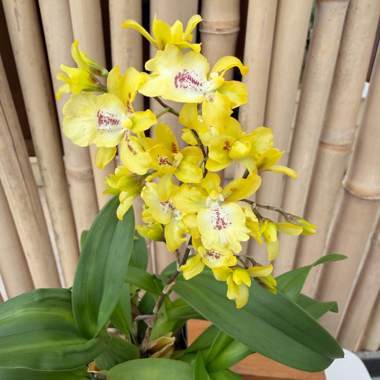 Oncsa. Hwuluduen Chameleon 'Golden Oriole' (4" Pot) - Buds
