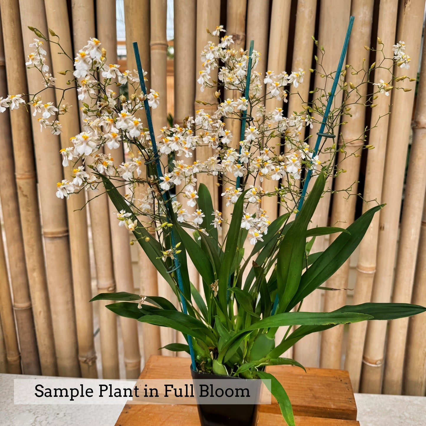 Onc. Tsiku Marguerite (4" Pot) -Multiple Spikes