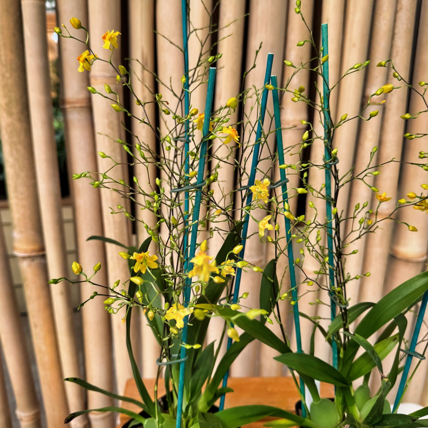 Onc. Twinkle 'Yellow Bird' (4" Pot) -Multi-spiking