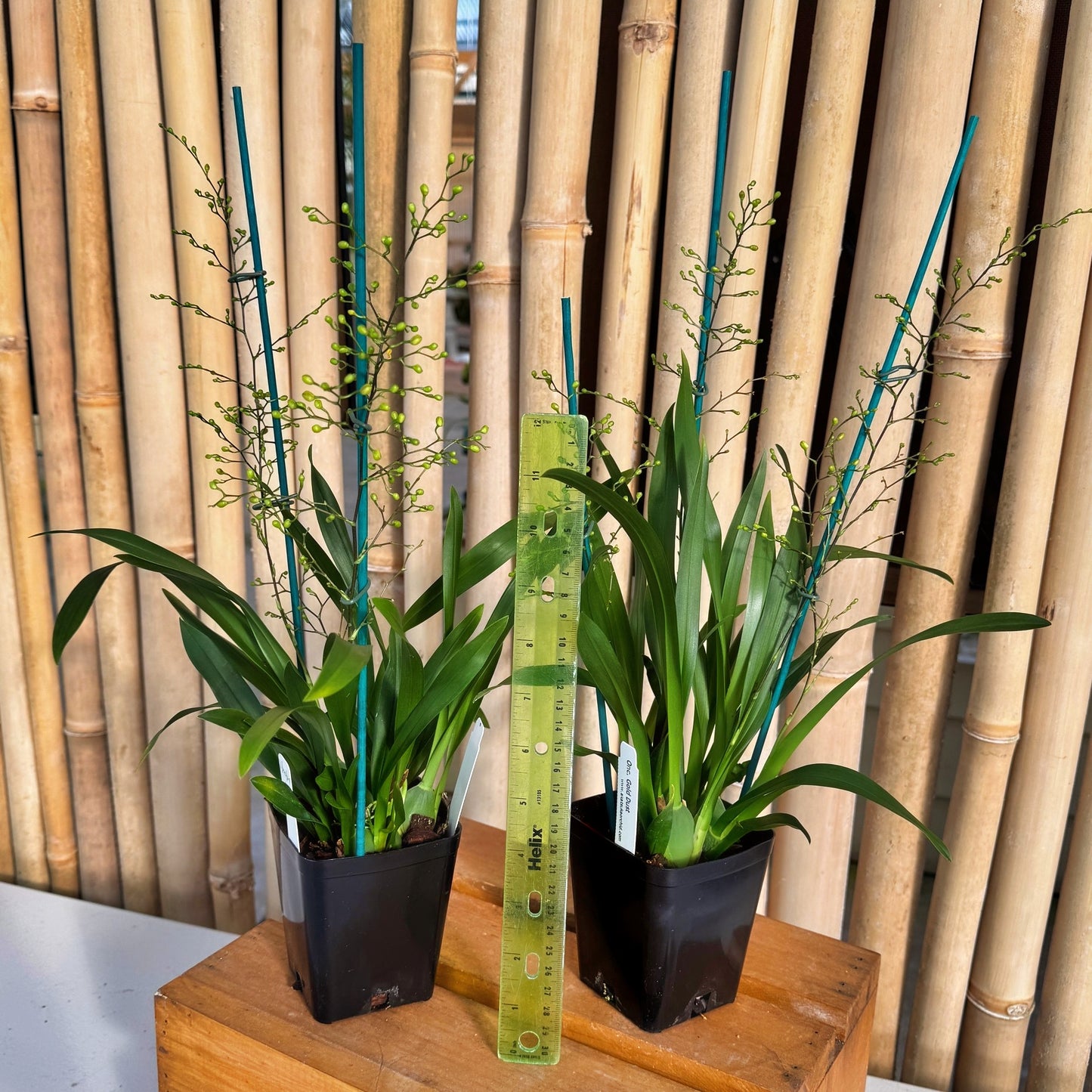 Oncidium Gold Dust (4" Pot) - Multi-spiking