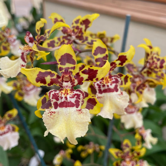 Oncidium Dorothy Wisnom 'Golden Gate'