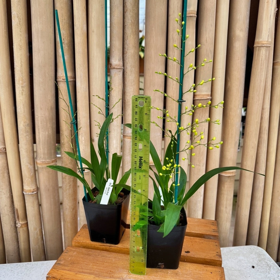 Oncidium Gold Dust (4" Pot) - First blooms