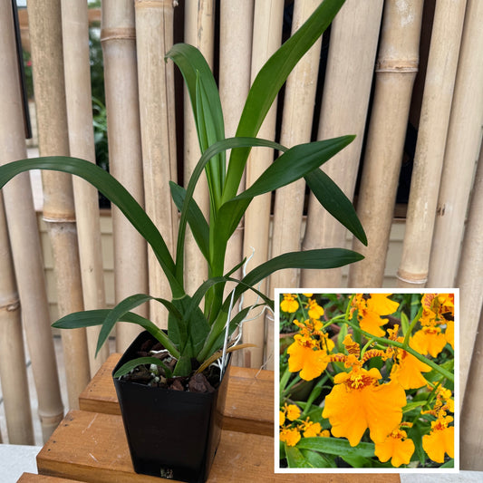 Oncidesa Gower Ramsey 'Orange Delight' (Not Blooming)