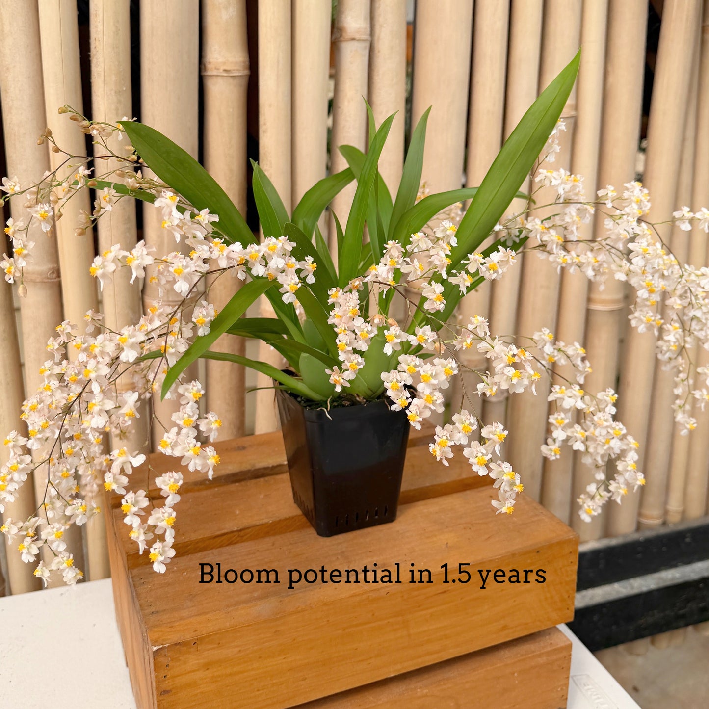 Oncidium Misaki Twinkle Obry (4" Pot) - Not Blooming