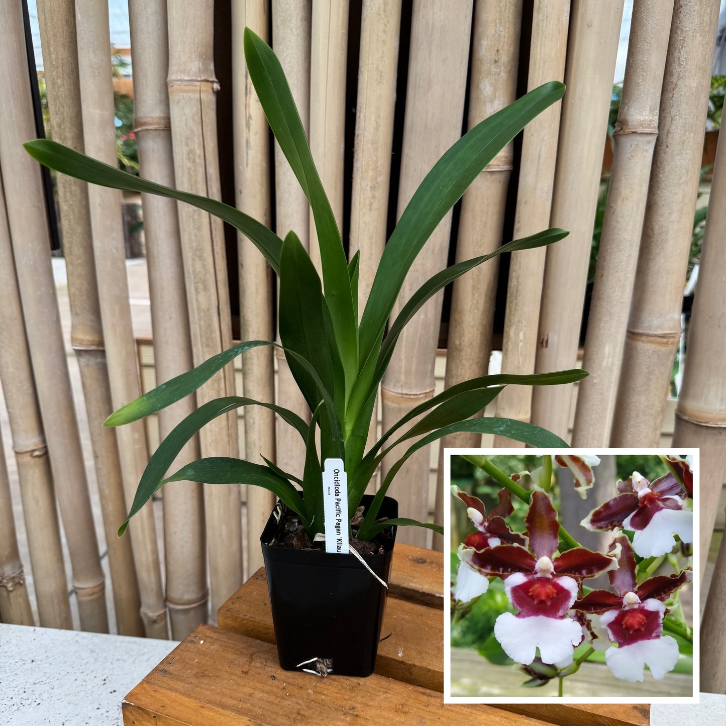 Onc. Pacific Pagan 'Kilauea' (Not Blooming)--Fragrant