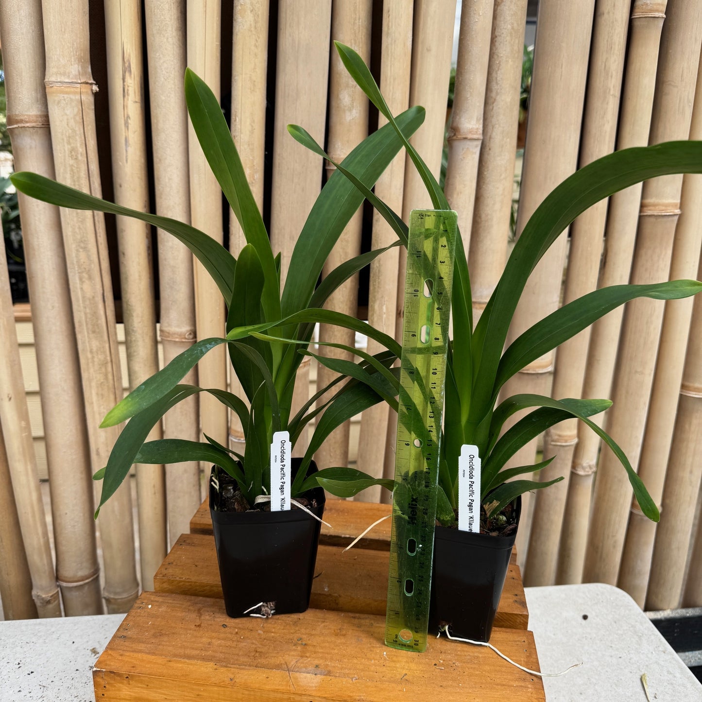 Onc. Pacific Pagan 'Kilauea' (Not Blooming)--Fragrant