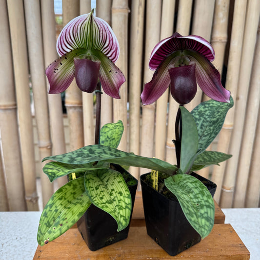 Paph. Maudiae (Burgandy)