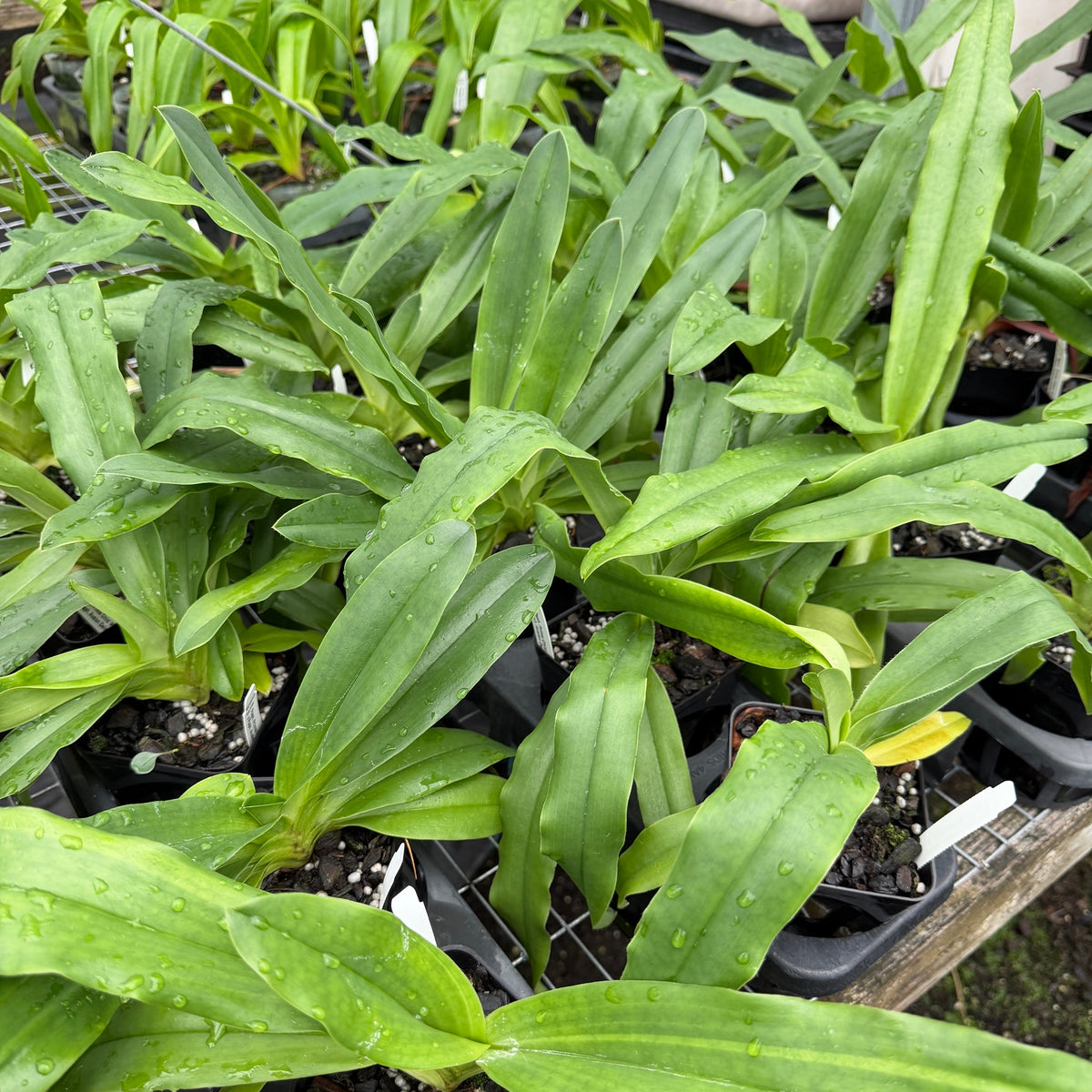 Paph. Prime Child '#2' x Avalon Delight '#2' - (4" Pot) - Not Blooming