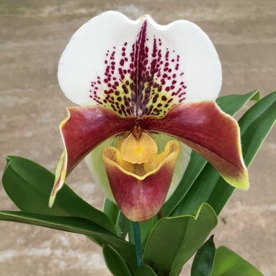 Complex Paphiopedilum (OPEN BLOOM) -4" Pot