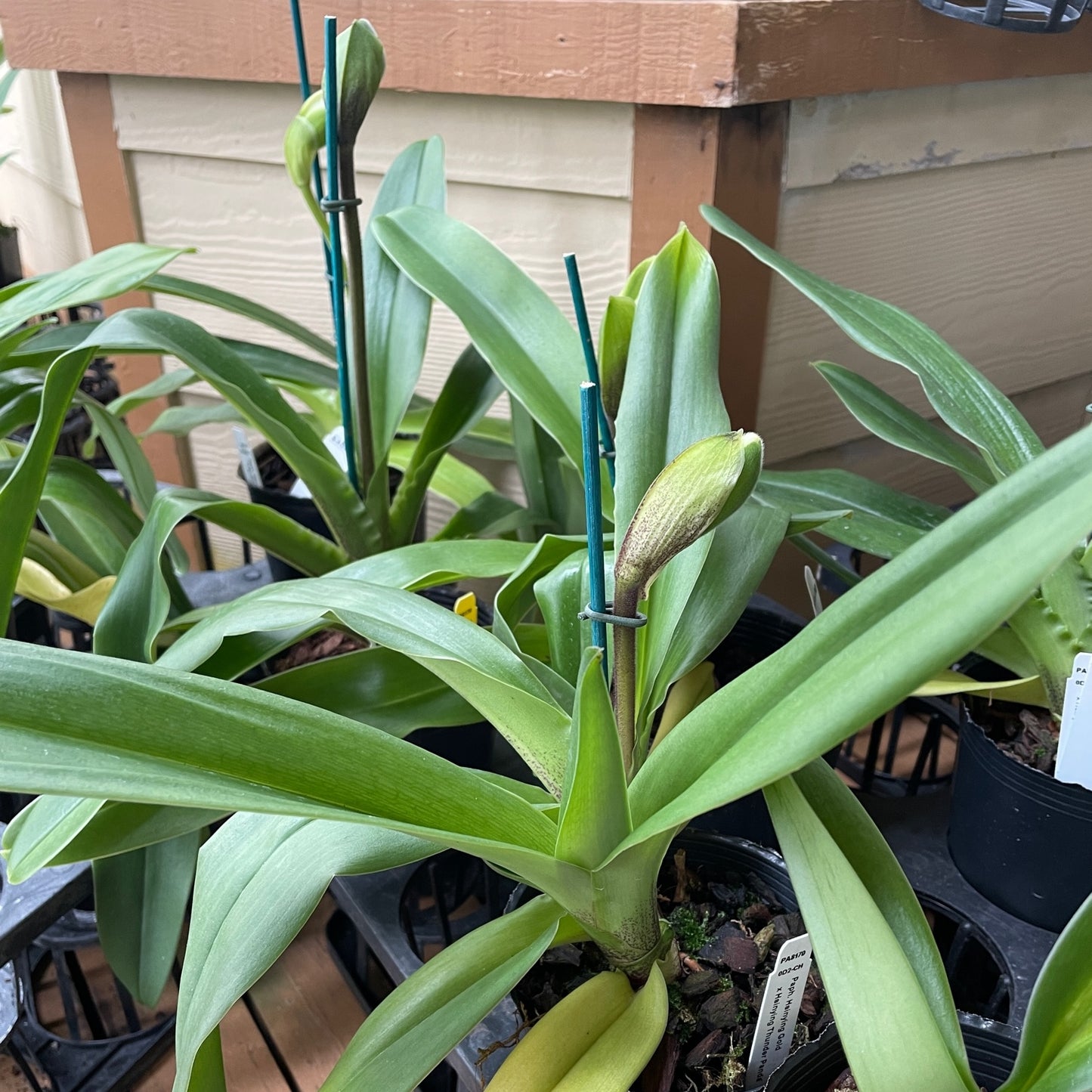Paph. Hsinying Gold x Hsinying Thunder Panda (Complex - 5.5" Pot) - Bud