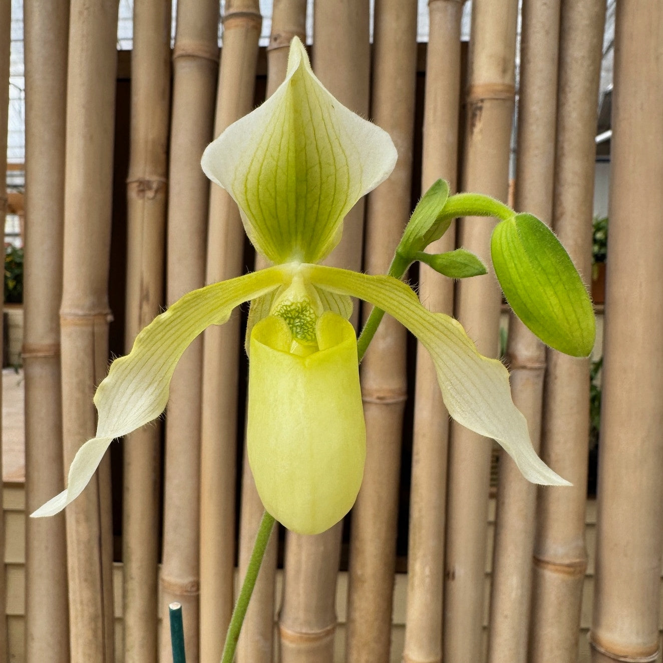 Paph. Joséito '#2' x Toni Semple 'Eve' (Not Blooming)