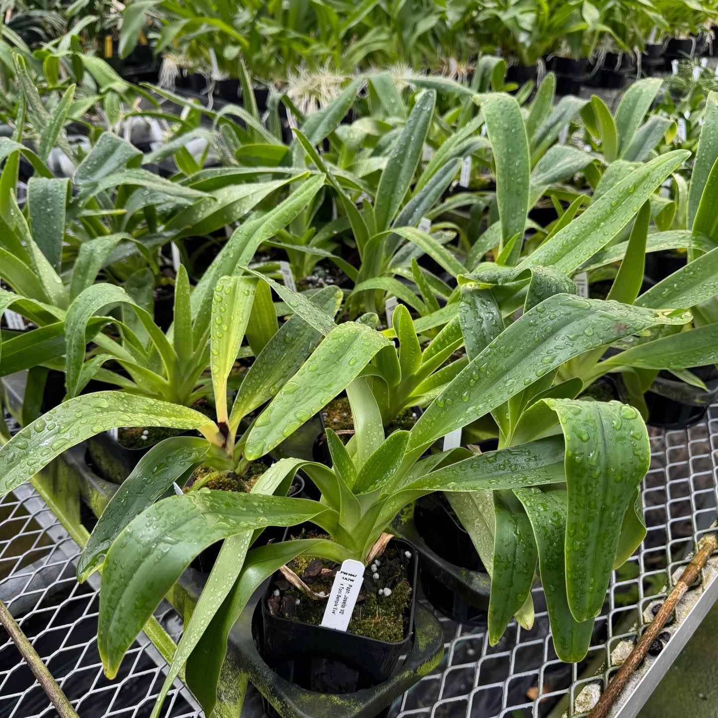 Paph. Joséito '#2' x Toni Semple 'Eve' (Not Blooming)