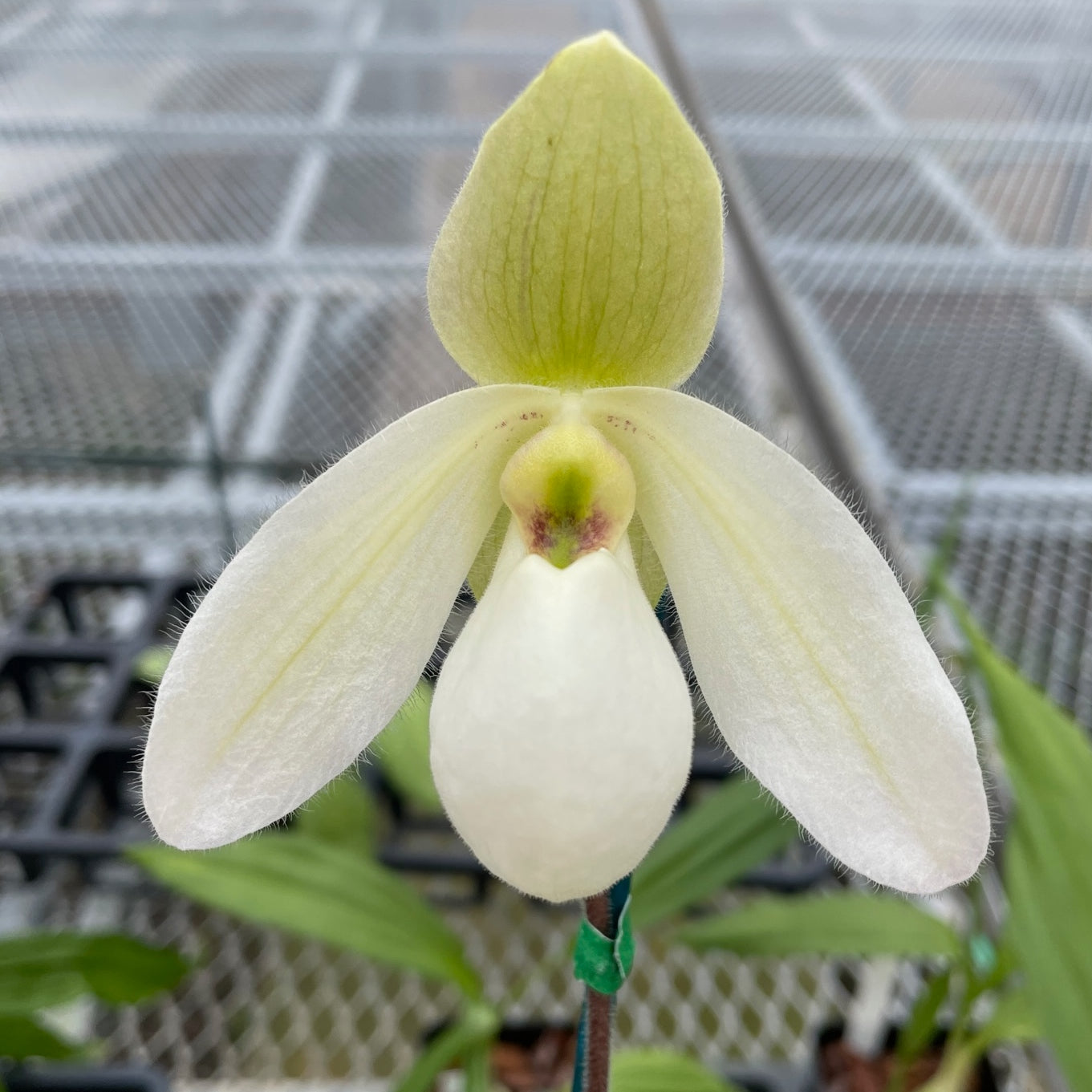 Paph. Joséito x delenatii alba (4" Pot) -Not Blooming
