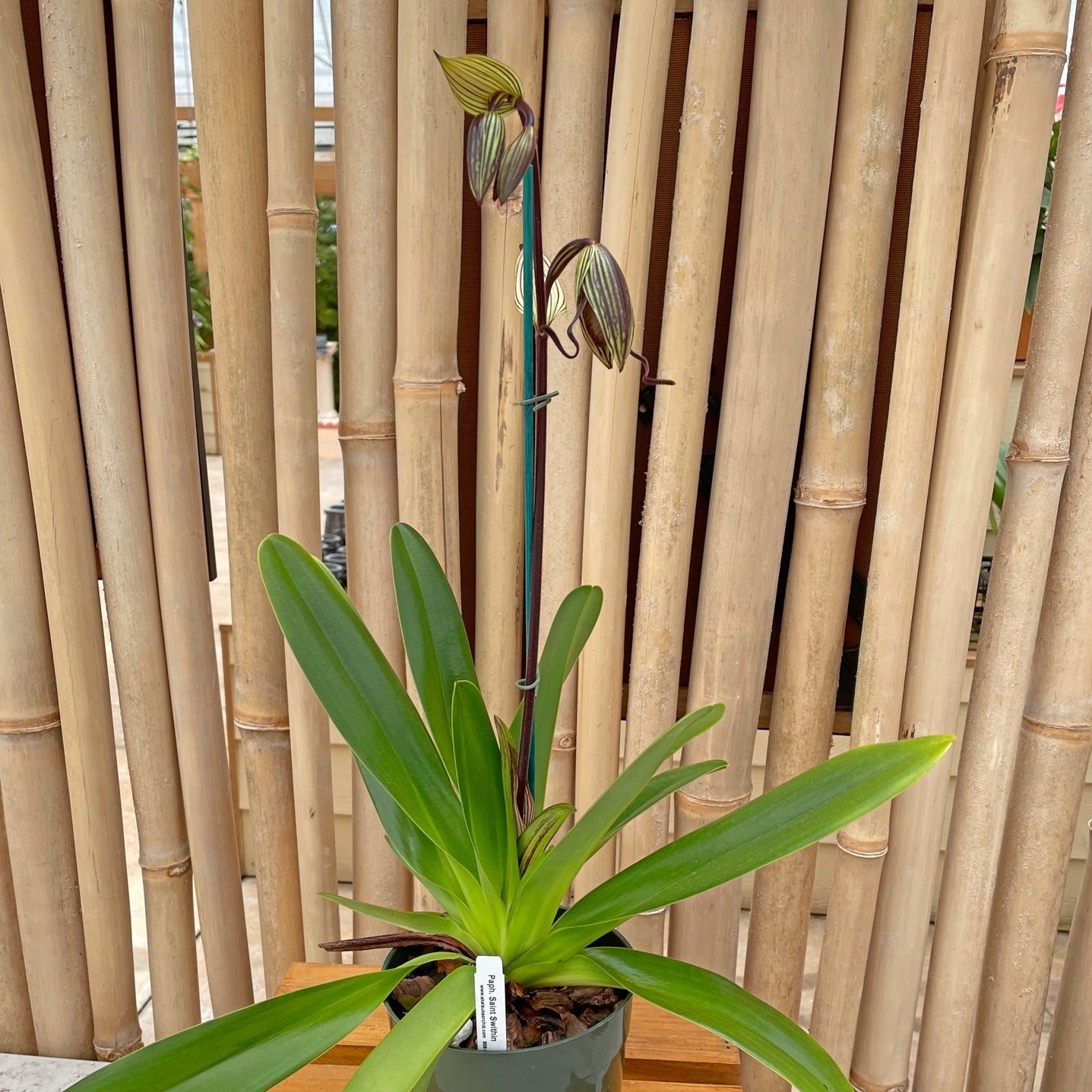 Paph. Saint Swithin (5.5" Pot) - Buds