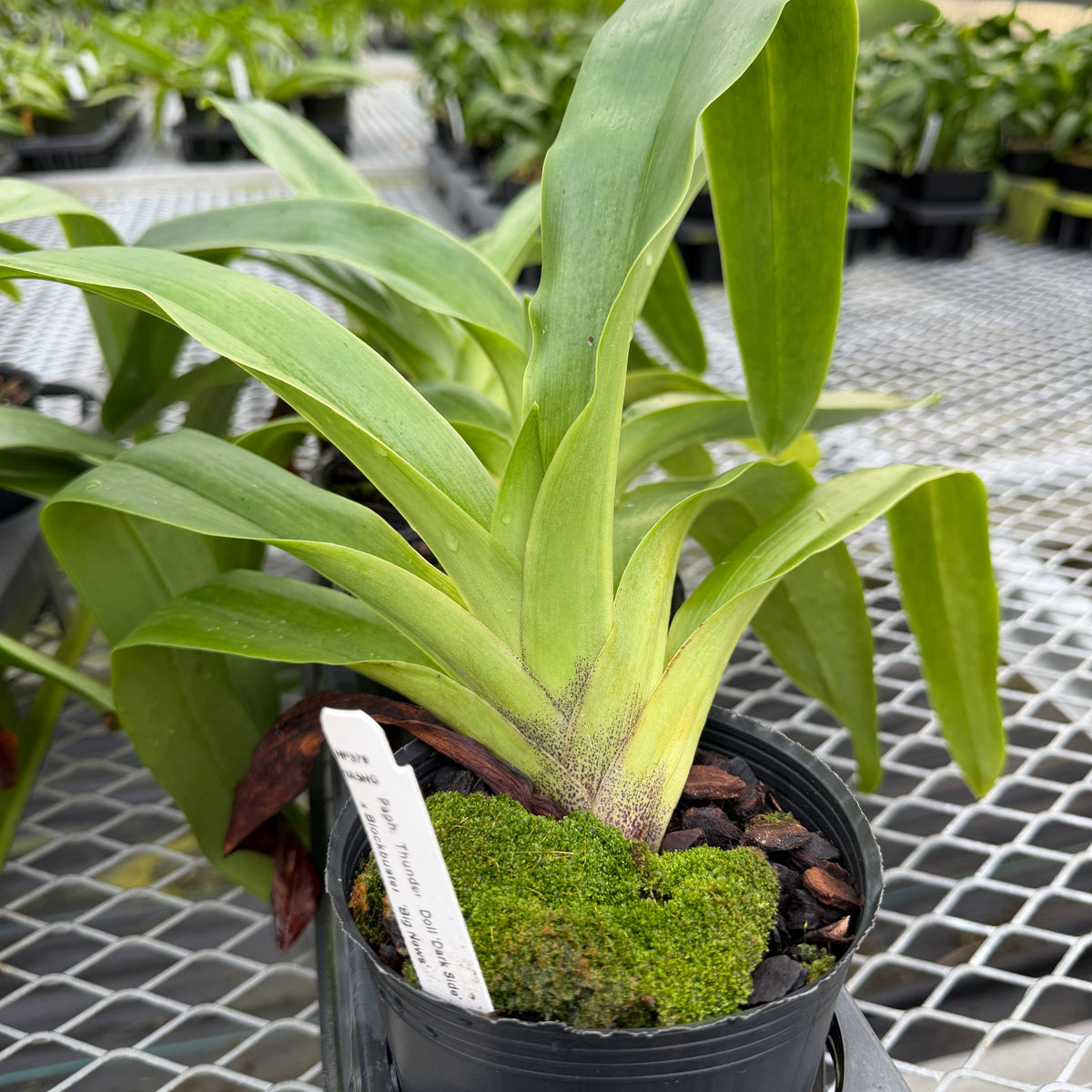 Complex Paphiopedilum (Seedling 4" Pot) - Not Blooming