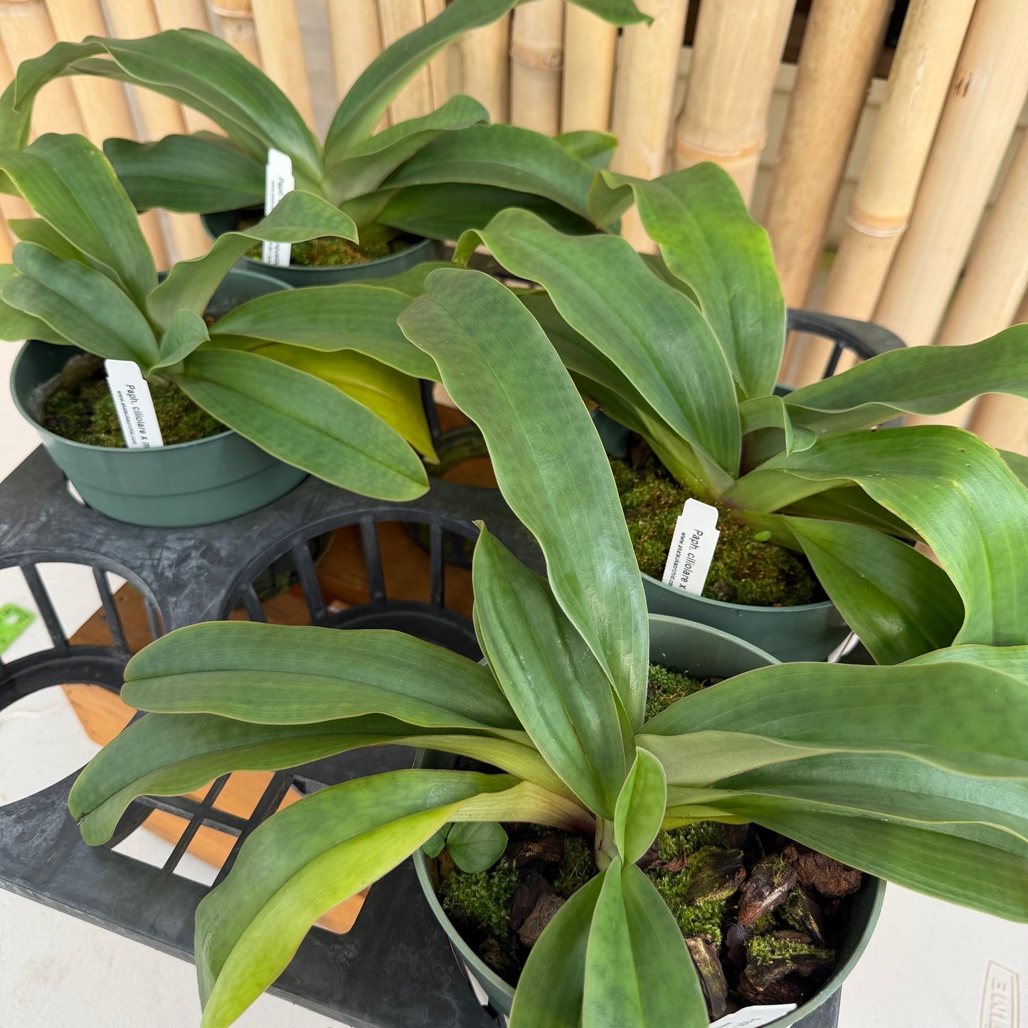 Paphiopedilum ciliolare x moquettianum (5.5" Pot) - Not Blooming