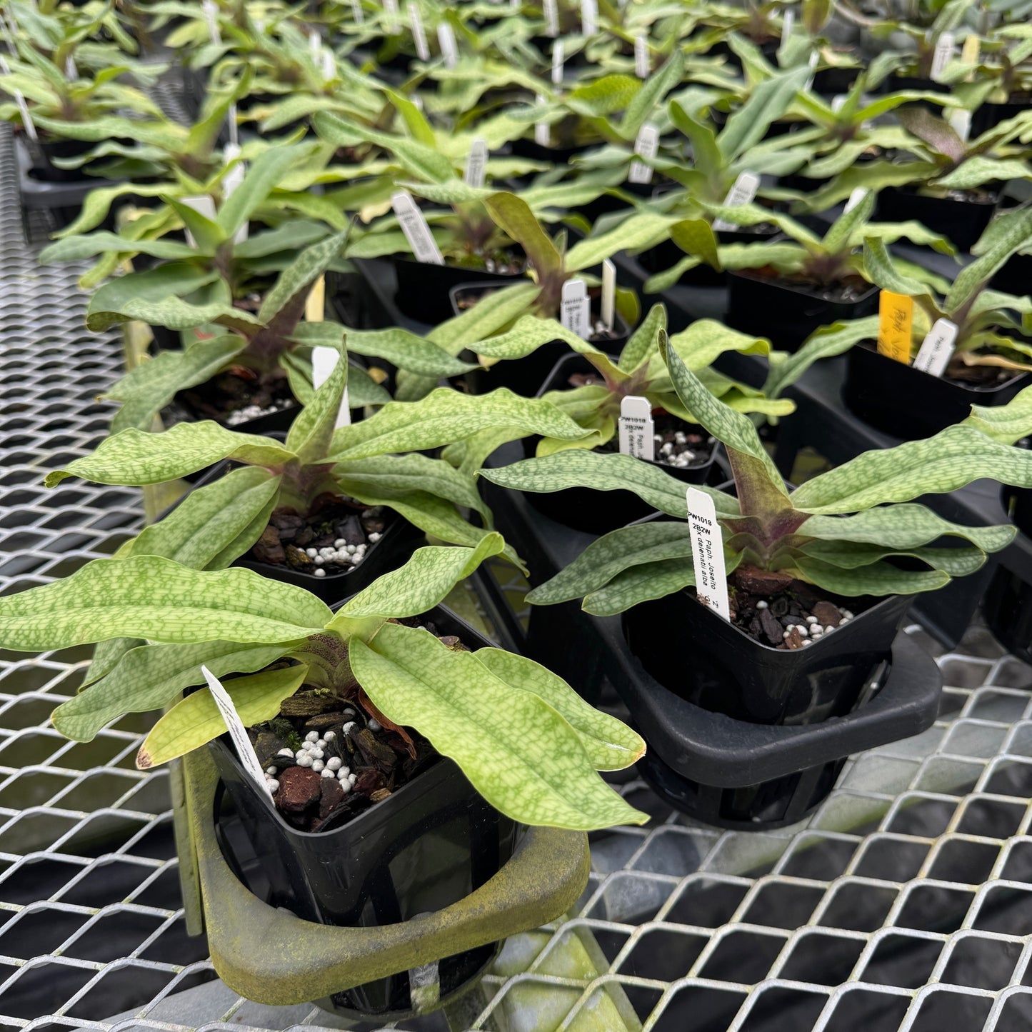 Paph. Joséito x delenatii alba (4" Pot) -Not Blooming