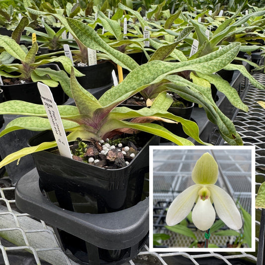Paph. Joséito x delenatii alba (4" Pot) -Not Blooming