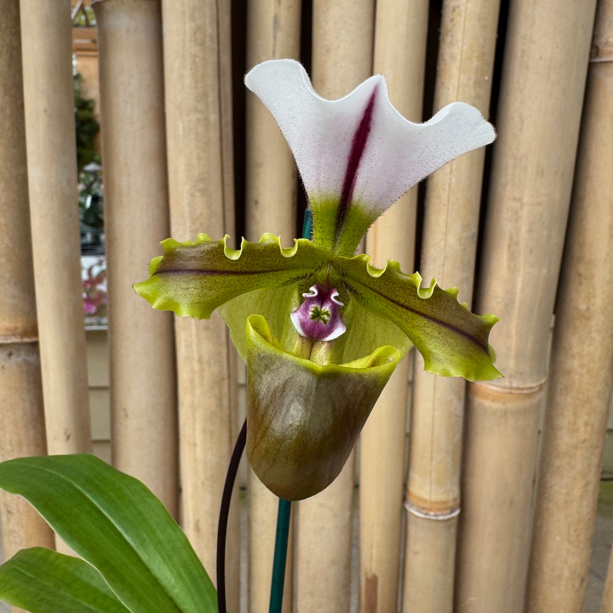 Paphiopedilum spicerianum x sib (4" pot) - Not Blooming