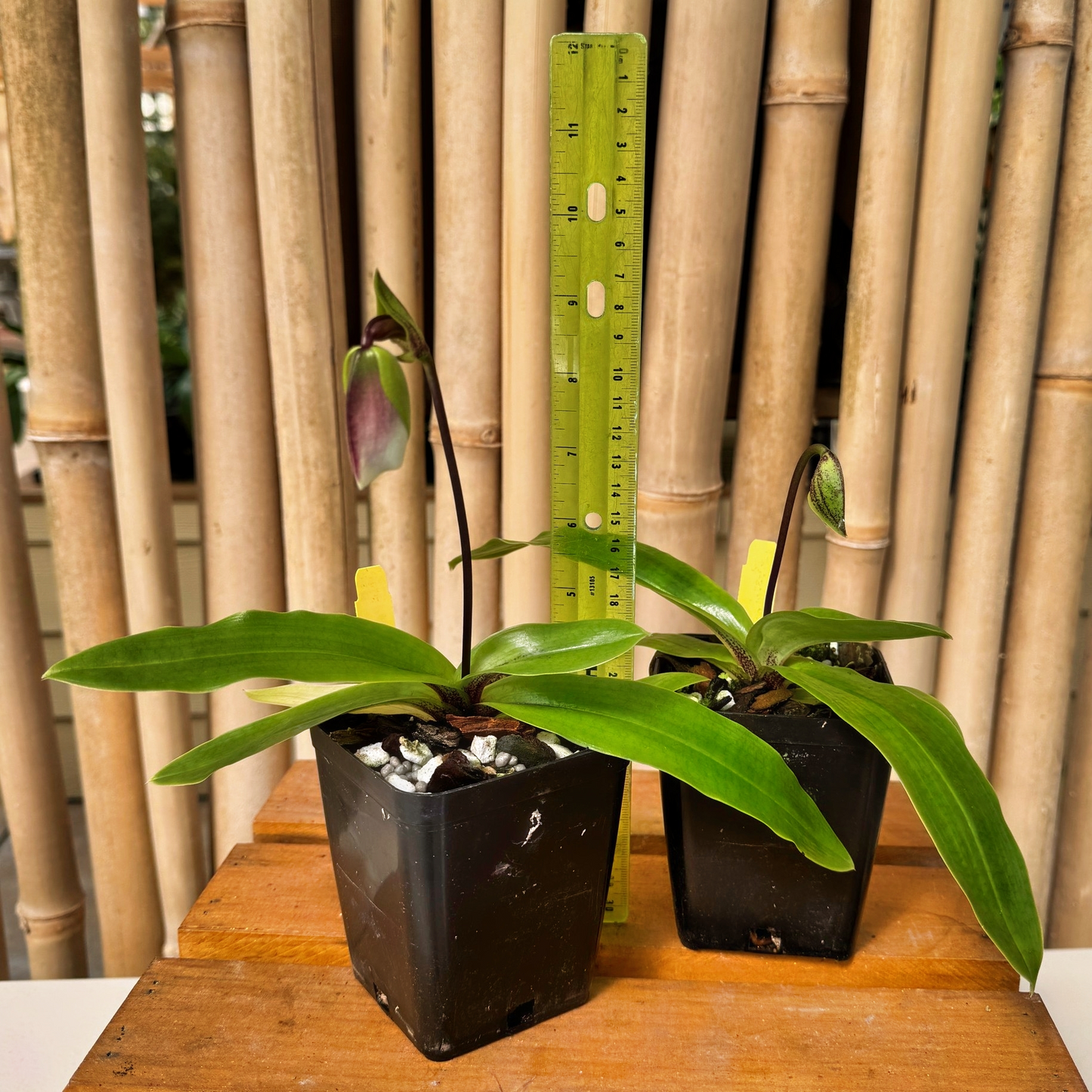 Paphiopedilum spicerianum x sib (4"pot) - Bud