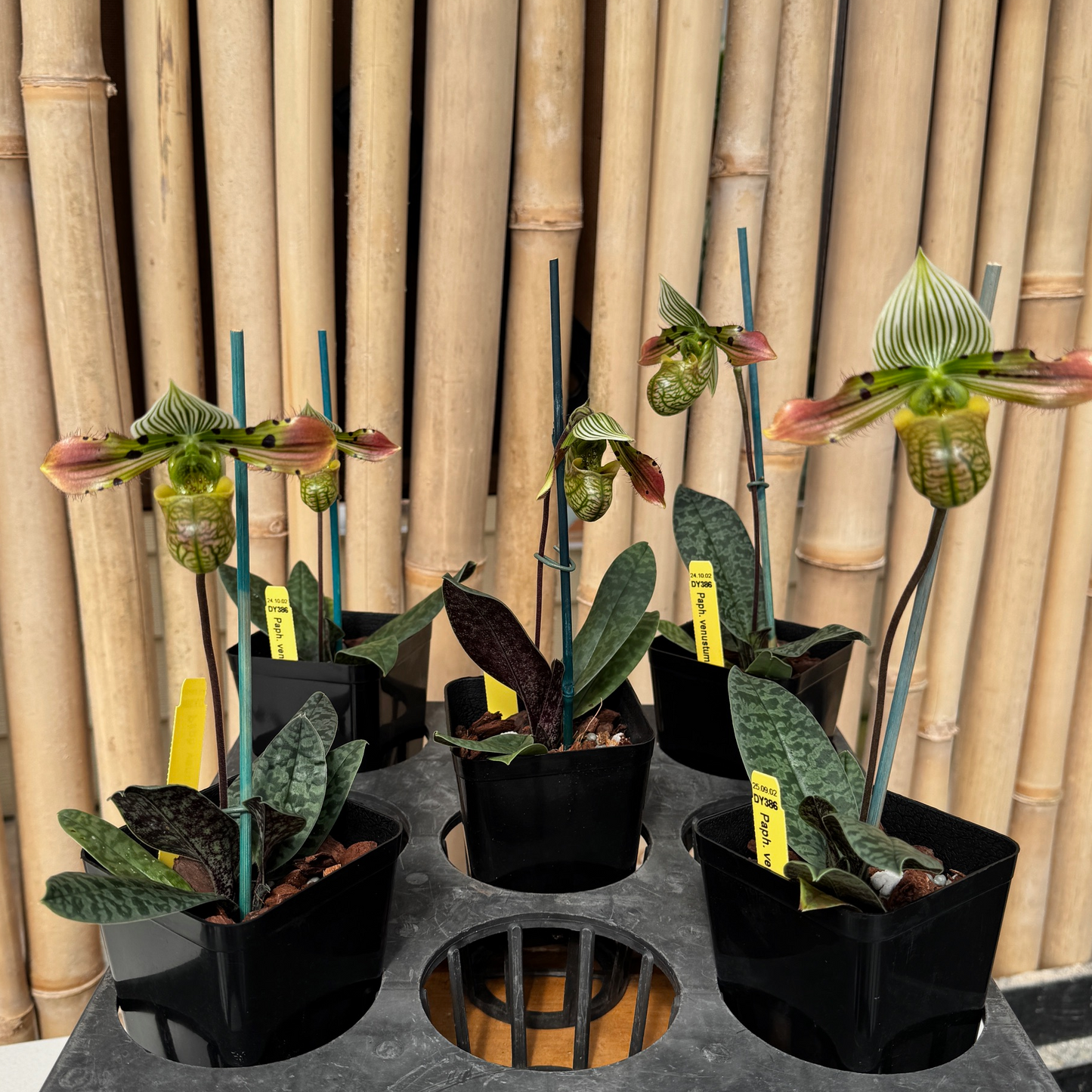 Paph. venustum x sib (4" Pot) - OPEN BLOOM