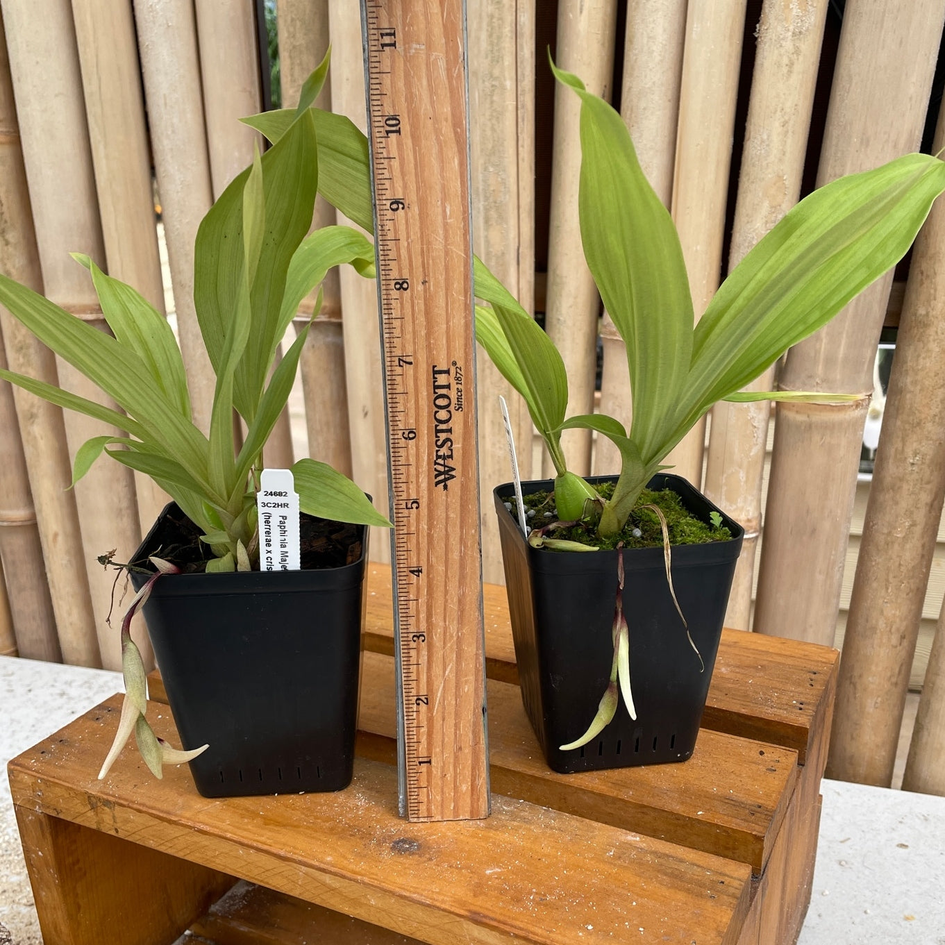 Paphinia Majestic (4" Pot) - Buds