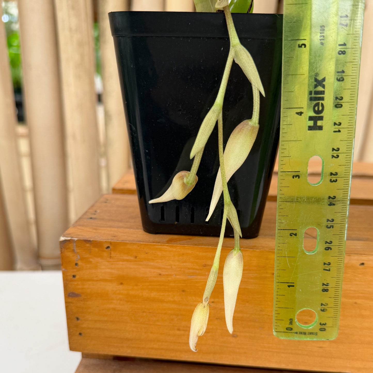 Paphinia Majestic x neudeckeri (4" Pot) - Buds